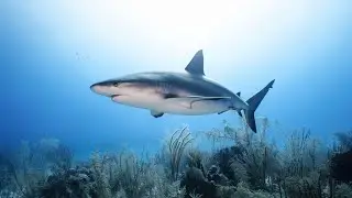 BELIZE | Scuba Diving Lighthouse Reef Atoll