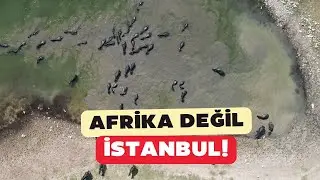 Burası Afrika değil, İstanbul! Mandalar sürü halinde böyle görüntülendi