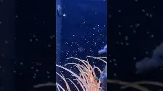 Male Seahorse Live Birth