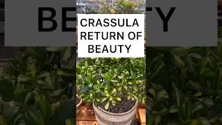 Crassula Return of Beauty #денежноедерево #crassula #succulents