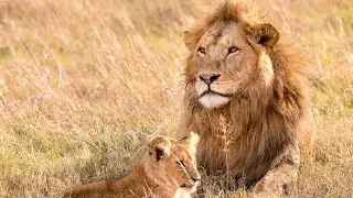 7 Animals That Can Kill a Lion Easily