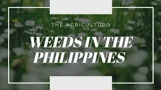 Weeds in the Philippines