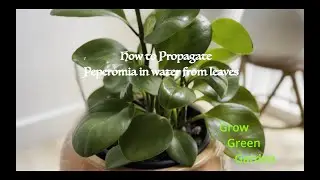 Propagating peperomia in water