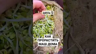 Как прорастить маш дома #росткимаша #ростки #mungbean #beansprouts