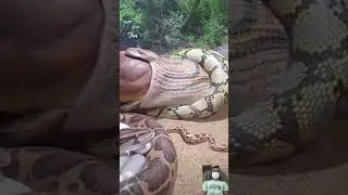 Viral Snake Video || 🔥🤯😱 #shorts #shortfeed #short