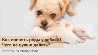 Собачьи роды: как принимать роды у собаки? / Чего не нужно делать?! / Процесс рождения щенков