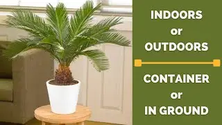 Sago Palm Tree | Cycas revoluta | Plant of the Week #shorts