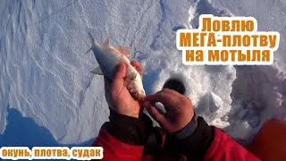 ТАКОЙ РЫБАЛКИ У МЕНЯ ЕЩЁ НЕ БЫЛО! Ловлю МЕГА-плотву, окуня и судака на Сурском!