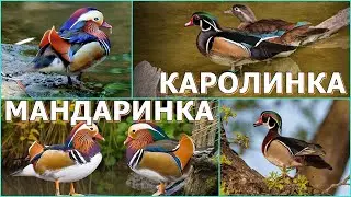 МАНДАРИНКА и КАРОЛИНКА - Лесные красавицы