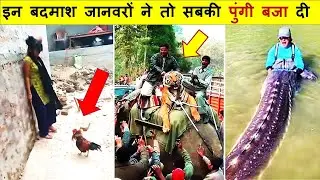 हे भगवान बड़े खतरनाक जानवर है ये तो  // Unbelievable Moments Caught On Camera Part -139