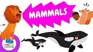 Things You Didnt Know About MAMMALS | Happy Learning 🐶 🐈 🐬 🦇