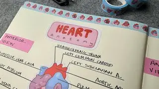 Heart anatomy with stickers - My notes