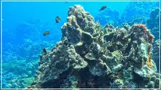 Alice in Wonderland Reef Dive at Playa Kalki in Curaçao | GoPro 12 Underwater Footage