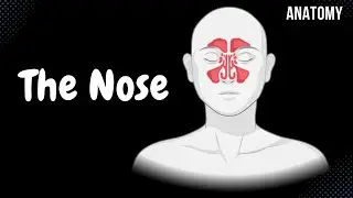 Nasal Anatomy (Cartilage, Nasal Cavity, Sinuses, Meatuses, Nasal Mucosa)