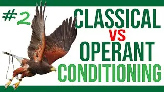 Classical Conditioning vs Operant Conditioning | Bird Training for Beginners #2