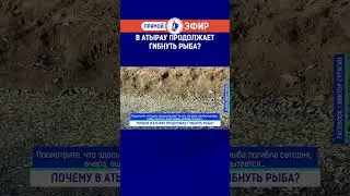 В Атырау продолжает гибнуть рыба?