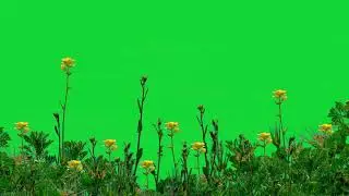 grass green screen