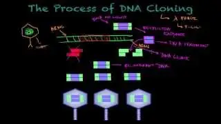 DNA Cloning - Biology tutorial