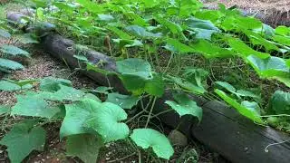Results Of Cucumbers In Ruth Stout Hay Garden