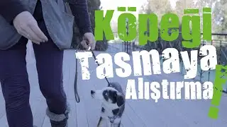 How to Accustom My Dog to a Leash