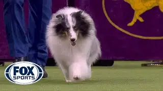 Conrad the Shetland sheepdog wins Herding Group at 2020 Westminster Dog Show | FOX SPORTS