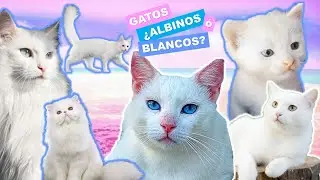 TODO lo que tienes que saber acerca de los GATOS BLANCOS! 😽🐾