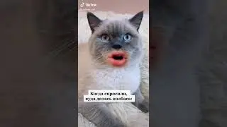 кот с человеческим ртом 