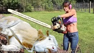 How To Dehorning Of A Cow | Easy Way