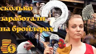 Бизнес на бройлерах. Сколько можно заработать. Деревенские Сотки.