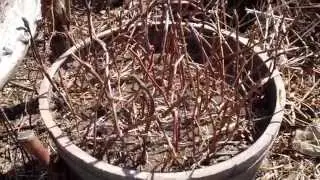 How to Propagate & Grow Grape Vines from Cuttings (Part 1 of 2) - The Easy Method Tutorial (2015)