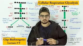 Glycolysis Step wise | Cellular respiration