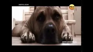 Сергей и Дик на канале 