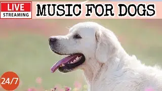 🔴[LIVE] Dog Music🎵Dog Calming Music🐶💖Anti Separation Anxiety Music💖🦮Dog Deep Sleep Soothing Music🔴11