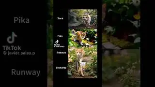 Video AI Comparison - Sora, Pika, Runway, Leonardo #ai #sora #pika #runway #generativeai