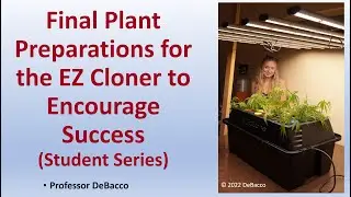 Final Plant Preparations for the EZ Cloner to Encourage Success (Student Series)