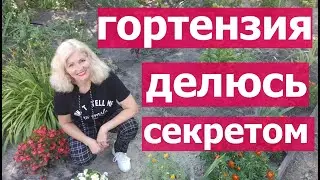 ГОРТЕНЗИЯ | Гортензия на дачном участке, посадка и уход