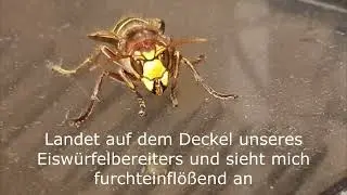 Die Hornisse im Wohnzimmer und wie ich sie wieder loswurde