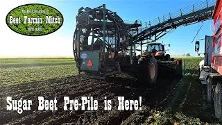 Harvest: Diggin Beets with a Side of Wheat.