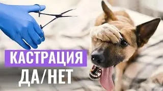 ✂️КАСТРИРОВАТЬ ИЛИ НЕТ? Кастрация и изменения в поведении собаки: есть ли связь?