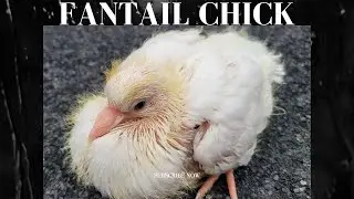 Fantail Chicks | Fantail Pigeon Update