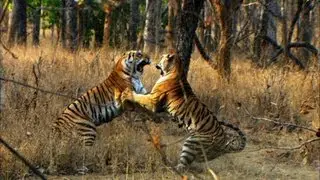 Tiger Cub's First Prey | David Attenborough | Tiger | Spy in the Jungle | BBC Earth