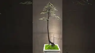 #shots #bonsai #bonsaitree