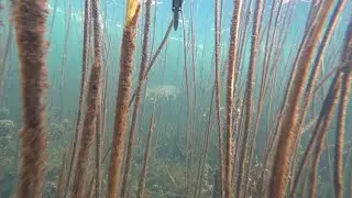 ПОДВОДНАЯ ОХОТА ПОЗДНЕЙ ОСЕНЬЮ, супер прозрак.