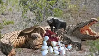 Crocodile Was Painfully Bitten By Honey Badgers When He Risked His LifeTo Attack Baby Honey Badger