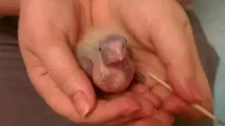 Cockatiel baby bird banding