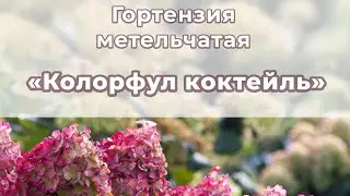 Особенности сорта Колорфул Коктель🌺. Белые пятна на листьях