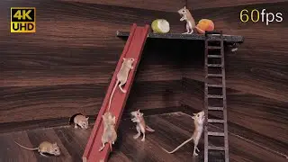 Cat TV Adventurous mouse Climbing the Ladder, Sliding Down, and Playing Hide and Seek 4k 8 hour