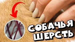 ШЕРСТЬ СОБАКИ - СТРОЕНИЕ, ОСОБЕННОСТИ И УНИКАЛЬНЫЕ СВОЙСТВА