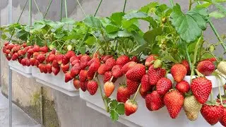 Growing super fruiting strawberries is super easy and doesn't need a garden