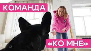 Как научить собаку команде «Ко мне»? Учим щенка подходить к хозяину по команде